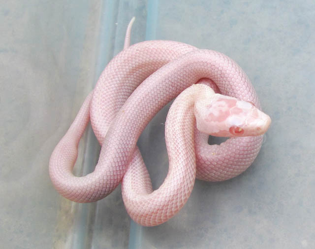 Vanishing Pattern Snow Corn Snake